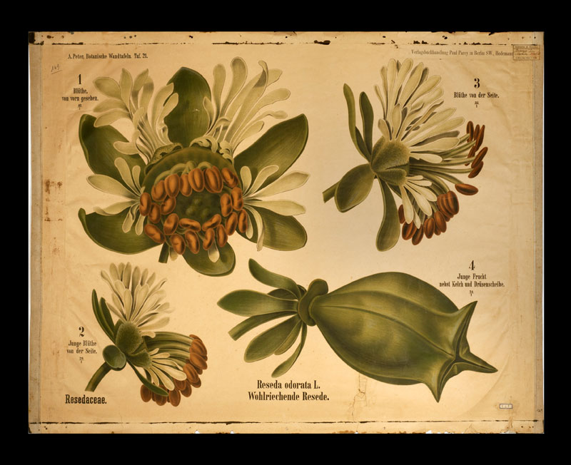 Tafel 21 Resedaceae